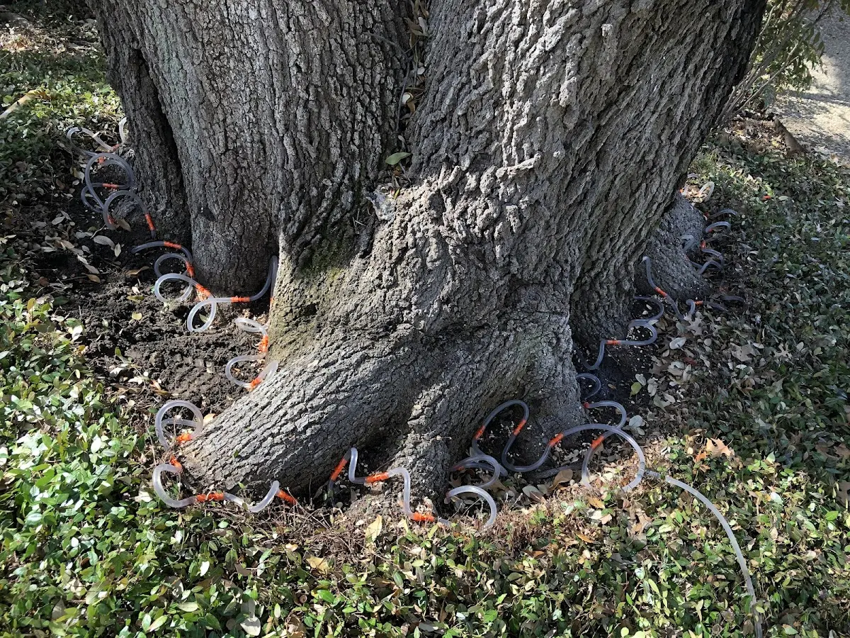 Detailed Tree Cabling and Bracing job site in Castleton