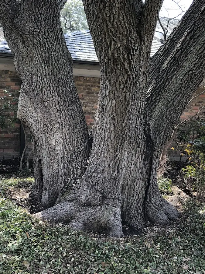 Mature heritage tree close to a Castleton property cared for by certified arborists